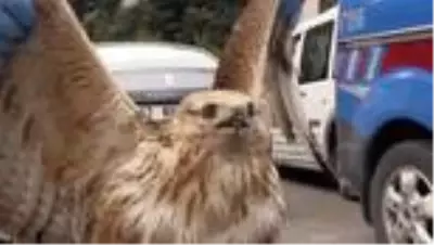 Son dakika haber... Jandarmadan yaralı kızıl şahine şefkat eli Son dakika haber... Jandarmadan yaralı kızıl şahine şefkat eli