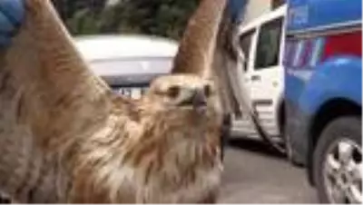 Son dakika haber... Jandarmadan yaralı kızıl şahine şefkat eli Son dakika haber... Jandarmadan yaralı kızıl şahine şefkat eli