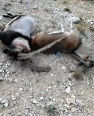 Kaçak avlanan 4 kişiye 70 bin lira ceza Kaçak avlanan 4 kişiye 70 bin lira ceza