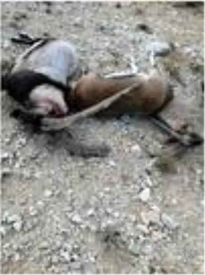 Kaçak avlanan 4 kişiye 70 bin lira ceza Kaçak avlanan 4 kişiye 70 bin lira ceza