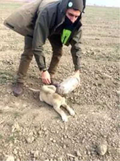 Kafasına plastik şişe sıkışan köpeği DKMP ekipleri kurtardı Kafasına plastik şişe sıkışan köpeği DKMP ekipleri kurtardı