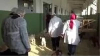 KAHRAMANMARAŞ - Verimli sütü olan keçi elde etmek üzere melez çalışması yapılıyor KAHRAMANMARAŞ - Verimli sütü olan keçi elde etmek üzere melez çalışması yapılıyor