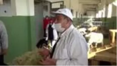KAHRAMANMARAŞ - Verimli sütü olan keçi elde etmek üzere melez çalışması yapılıyor KAHRAMANMARAŞ - Verimli sütü olan keçi elde etmek üzere melez çalışması yapılıyor