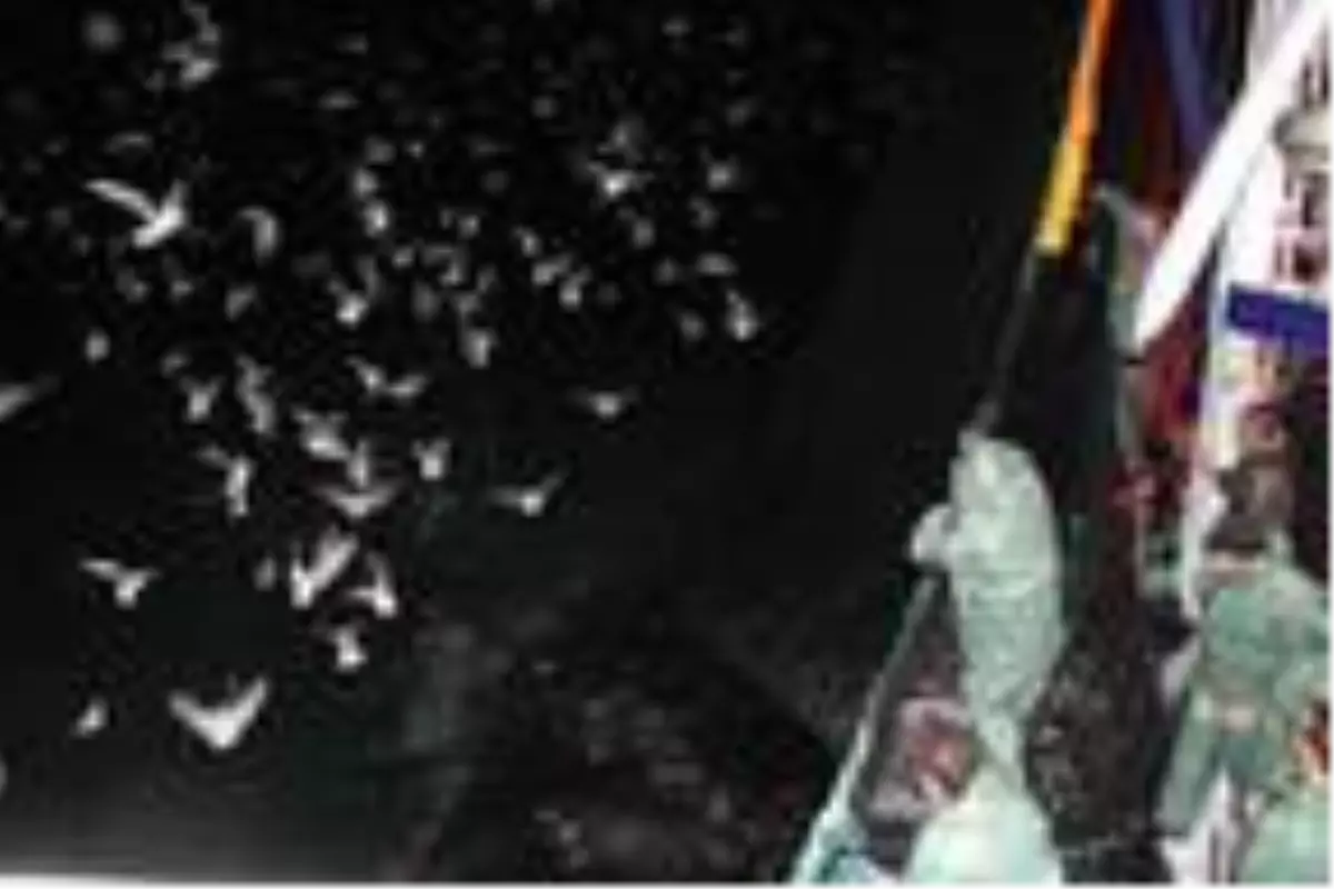 Kasa kasa hamsiyle dönüyorlar