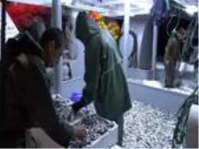 Kasa kasa hamsiyle dönüyorlar Kasa kasa hamsiyle dönüyorlar