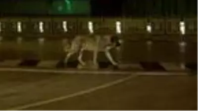 Kısıtlama başladı, Erzurum sokakları boş kaldı Kısıtlama başladı, Erzurum sokakları boş kaldı