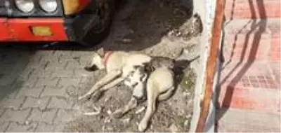 Labrador cinsi köpek kedi yavrularına annelik yapıyor Labrador cinsi köpek kedi yavrularına annelik yapıyor