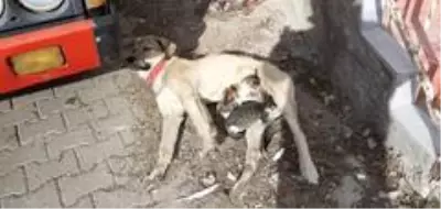 Labrador cinsi köpek kedi yavrularına annelik yapıyor Labrador cinsi köpek kedi yavrularına annelik yapıyor