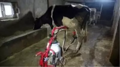 Son dakika haber! Muş'ta açılan ünitelerle süt değer kazandı Son dakika haber! Muş'ta açılan ünitelerle süt değer kazandı