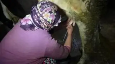 Son dakika haber! Muş'ta açılan ünitelerle süt değer kazandı Son dakika haber! Muş'ta açılan ünitelerle süt değer kazandı