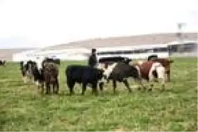 Müteahhitliği bıraktı, hayvan çiftliği kurdu Müteahhitliği bıraktı, hayvan çiftliği kurdu