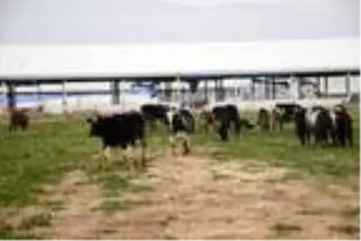 Müteahhitliği bıraktı, hayvan çiftliği kurdu Müteahhitliği bıraktı, hayvan çiftliği kurdu