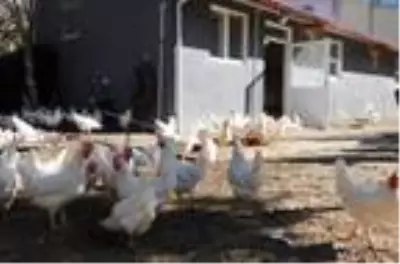 Okul bahçesindeki kümesten sağlanan yumurtalar öğrencilere burs oldu Okul bahçesindeki kümesten sağlanan yumurtalar öğrencilere burs oldu