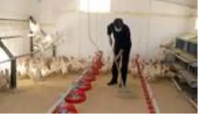 Okul bahçesindeki kümesten sağlanan yumurtalar öğrencilere burs oldu Okul bahçesindeki kümesten sağlanan yumurtalar öğrencilere burs oldu