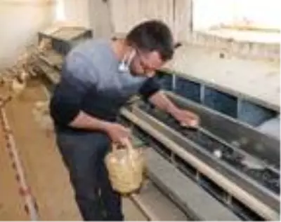Okul bahçesindeki kümesten sağlanan yumurtalar öğrencilere burs oldu Okul bahçesindeki kümesten sağlanan yumurtalar öğrencilere burs oldu