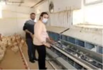 Okul bahçesindeki kümesten sağlanan yumurtalar öğrencilere burs oldu Okul bahçesindeki kümesten sağlanan yumurtalar öğrencilere burs oldu