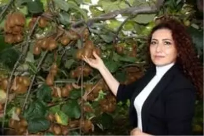 Organik kivi üretimi projesi yürütülüyor Organik kivi üretimi projesi yürütülüyor