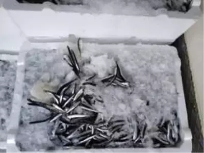 Rize'de 10 ton hamsiye el konuldu Rize'de 10 ton hamsiye el konuldu