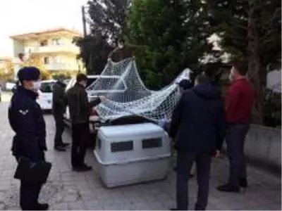 Son dakika haberleri! Sakarya'da yakalanan vahşi kedi Kocaeli'de karantinaya alındı Son dakika haberleri! Sakarya'da yakalanan vahşi kedi Kocaeli'de karantinaya alındı