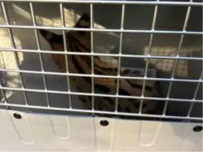 Son dakika haberleri! Sakarya'da yakalanan vahşi kedi Kocaeli'de karantinaya alındı Son dakika haberleri! Sakarya'da yakalanan vahşi kedi Kocaeli'de karantinaya alındı