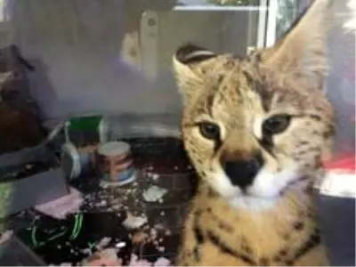 Son dakika haberleri! Sakarya'da yakalanan vahşi kedi Kocaeli'de karantinaya alındı Son dakika haberleri! Sakarya'da yakalanan vahşi kedi Kocaeli'de karantinaya alındı