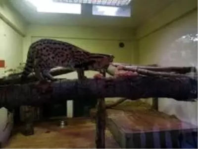 Son dakika haberleri! Sakarya'da yakalanan vahşi kedi Kocaeli'de karantinaya alındı Son dakika haberleri! Sakarya'da yakalanan vahşi kedi Kocaeli'de karantinaya alındı