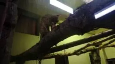 Son dakika haberleri! Sakarya'da yakalanan vahşi kedi Kocaeli'de karantinaya alındı Son dakika haberleri! Sakarya'da yakalanan vahşi kedi Kocaeli'de karantinaya alındı