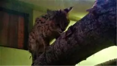 Son dakika haberleri! Sakarya'da yakalanan vahşi kedi Kocaeli'de karantinaya alındı Son dakika haberleri! Sakarya'da yakalanan vahşi kedi Kocaeli'de karantinaya alındı