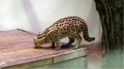 Son dakika haberleri! Sakarya'da yakalanan vahşi kedi Kocaeli'de karantinaya alındı Son dakika haberleri! Sakarya'da yakalanan vahşi kedi Kocaeli'de karantinaya alındı