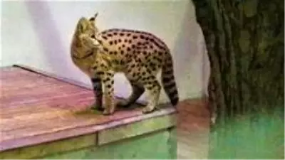 Son dakika haberleri! Sakarya'da yakalanan vahşi kedi Kocaeli'de karantinaya alındı Son dakika haberleri! Sakarya'da yakalanan vahşi kedi Kocaeli'de karantinaya alındı