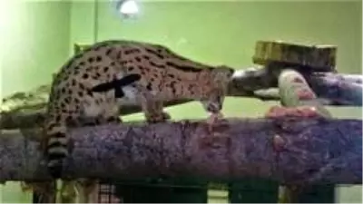 Son dakika haberleri! Sakarya'da yakalanan vahşi kedi Kocaeli'de karantinaya alındı Son dakika haberleri! Sakarya'da yakalanan vahşi kedi Kocaeli'de karantinaya alındı