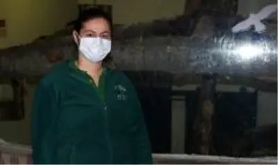 Son dakika haberleri! Sakarya'da yakalanan vahşi kedi Kocaeli'de karantinaya alındı Son dakika haberleri! Sakarya'da yakalanan vahşi kedi Kocaeli'de karantinaya alındı