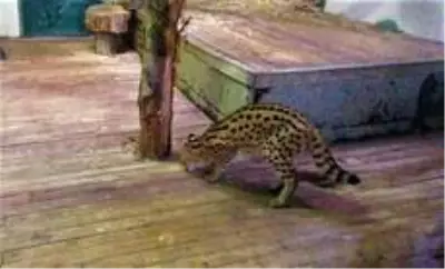 Son dakika haberleri! Sakarya'da yakalanan vahşi kedi Kocaeli'de karantinaya alındı Son dakika haberleri! Sakarya'da yakalanan vahşi kedi Kocaeli'de karantinaya alındı
