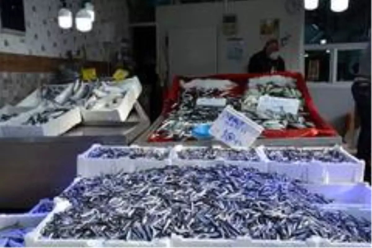 Sinop'ta balık çok, alan yok