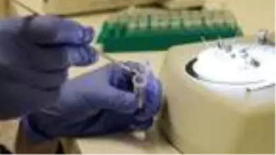 Tarım işçisi arılara, seralara girmeden PCR testi Tarım işçisi arılara, seralara girmeden PCR testi