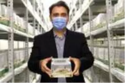 Tarım işçisi arılara, seralara girmeden PCR testi Tarım işçisi arılara, seralara girmeden PCR testi
