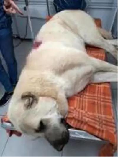 Son Dakika | Tüfekle otomobilden ateş açılan Kangal çoban köpeği, 42 saçmayla yaralandı Son Dakika | Tüfekle otomobilden ateş açılan Kangal çoban köpeği, 42 saçmayla yaralandı