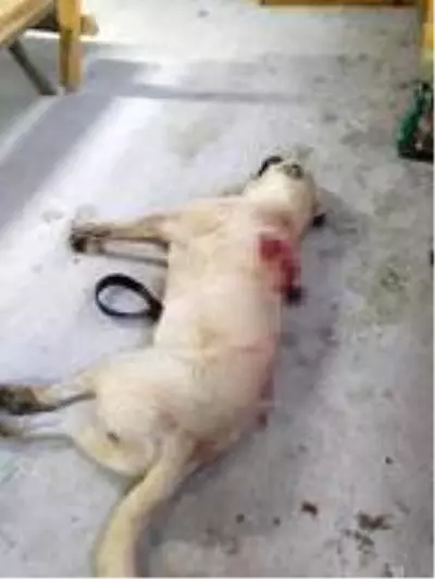 Son Dakika | Tüfekle otomobilden ateş açılan Kangal çoban köpeği, 42 saçmayla yaralandı Son Dakika | Tüfekle otomobilden ateş açılan Kangal çoban köpeği, 42 saçmayla yaralandı