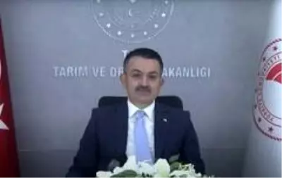 Bakan Pakdemirli: Balon balığı avcılığını destekleme kapsamına aldık Bakan Pakdemirli: Balon balığı avcılığını destekleme kapsamına aldık