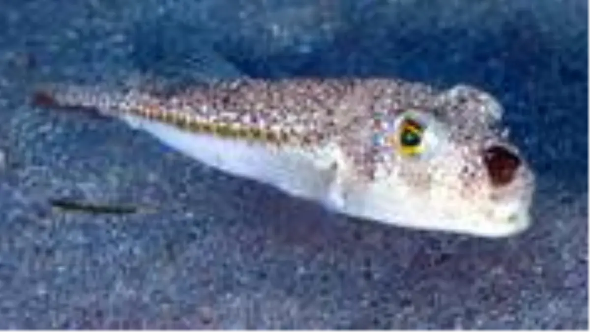 Balon balığı avcılığı için bu yıl kuyruk başına 5 lira destek ödemesi yapılacak