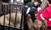 Çin'de mezbahada 'sosis' yapılmak için bekleyen 40 köpek bulundu