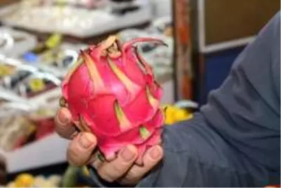 Ejder meyvesi sezonu kapattı Ejder meyvesi sezonu kapattı