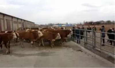 Erzincan'da 500 Başlık Düve Üretim Merkezinin ilk parti Simental cinsi düveleri İsviçre'den geldi Erzincan'da 500 Başlık Düve Üretim Merkezinin ilk parti Simental cinsi düveleri İsviçre'den geldi