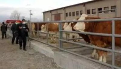 Erzincan'da 500 Başlık Düve Üretim Merkezinin ilk parti Simental cinsi düveleri İsviçre'den geldi Erzincan'da 500 Başlık Düve Üretim Merkezinin ilk parti Simental cinsi düveleri İsviçre'den geldi