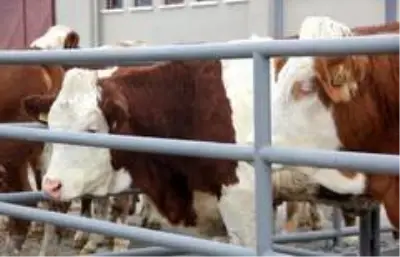 Erzincan'da 500 Başlık Düve Üretim Merkezinin ilk parti Simental cinsi düveleri İsviçre'den geldi Erzincan'da 500 Başlık Düve Üretim Merkezinin ilk parti Simental cinsi düveleri İsviçre'den geldi