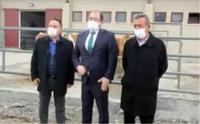 Erzincan'da 500 Başlık Düve Üretim Merkezinin ilk parti Simental cinsi düveleri İsviçre'den geldi Erzincan'da 500 Başlık Düve Üretim Merkezinin ilk parti Simental cinsi düveleri İsviçre'den geldi