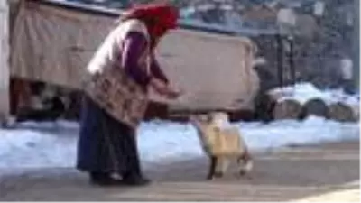 Evinin önüne gelen 'Yonca' ismini verdiği tilkiyi 4 aydır besliyor Evinin önüne gelen 'Yonca' ismini verdiği tilkiyi 4 aydır besliyor
