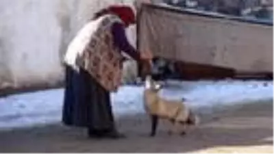 Evinin önüne gelen 'Yonca' ismini verdiği tilkiyi 4 aydır besliyor Evinin önüne gelen 'Yonca' ismini verdiği tilkiyi 4 aydır besliyor