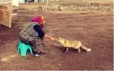 Evinin önüne gelen 'Yonca' ismini verdiği tilkiyi 4 aydır besliyor Evinin önüne gelen 'Yonca' ismini verdiği tilkiyi 4 aydır besliyor