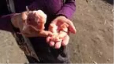Evinin önüne gelen 'Yonca' ismini verdiği tilkiyi 4 aydır besliyor Evinin önüne gelen 'Yonca' ismini verdiği tilkiyi 4 aydır besliyor